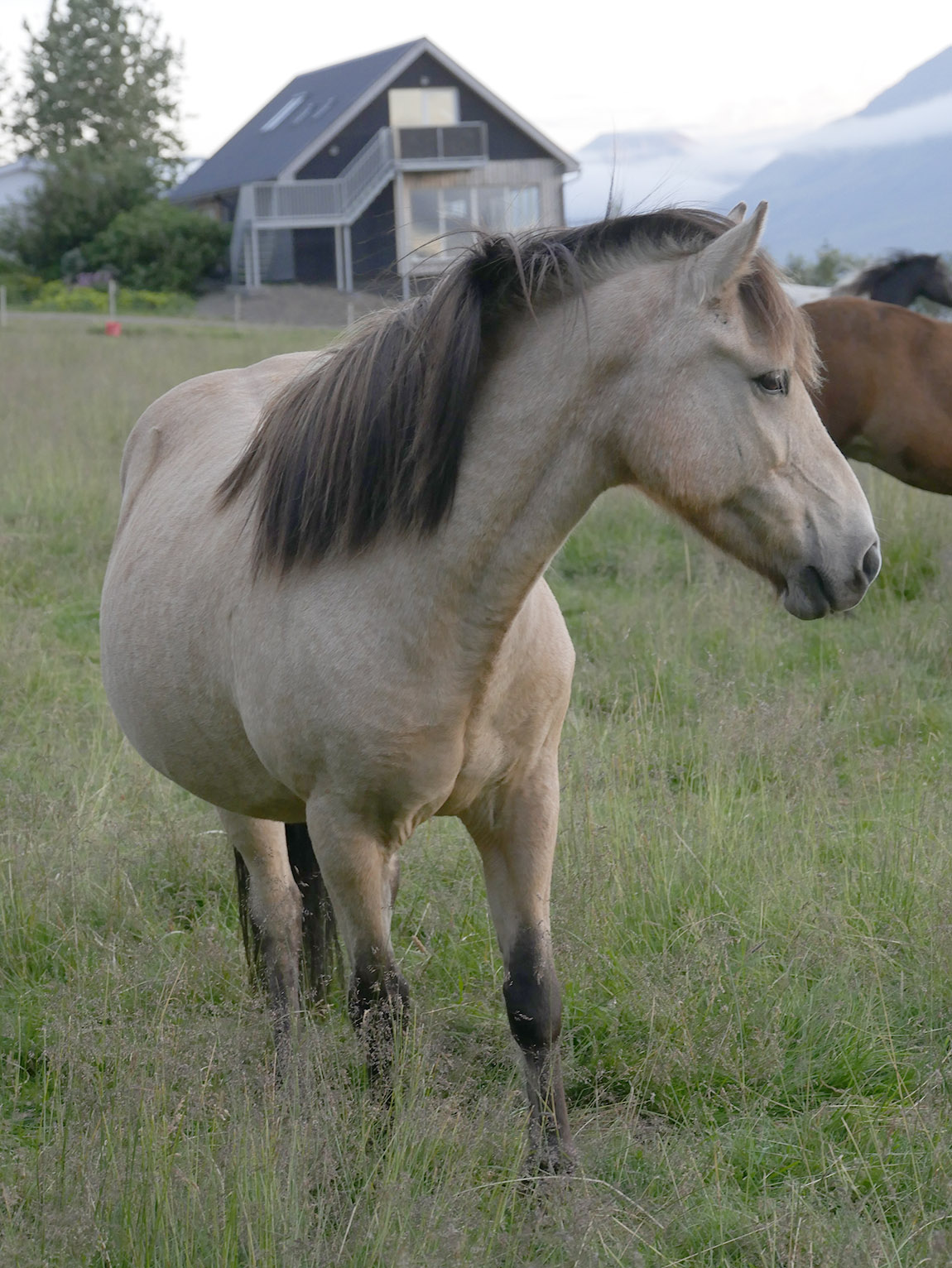 Brúnir Horse: Experience the skills and charm of the Icelandic horse