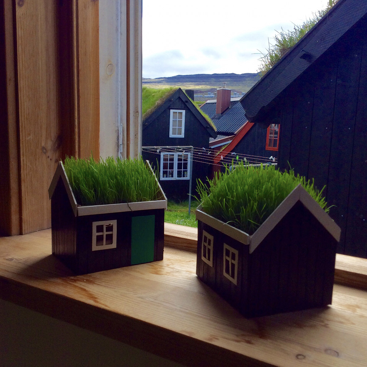 Faroese Houseplant: Bring home a piece of the Faroe Islands