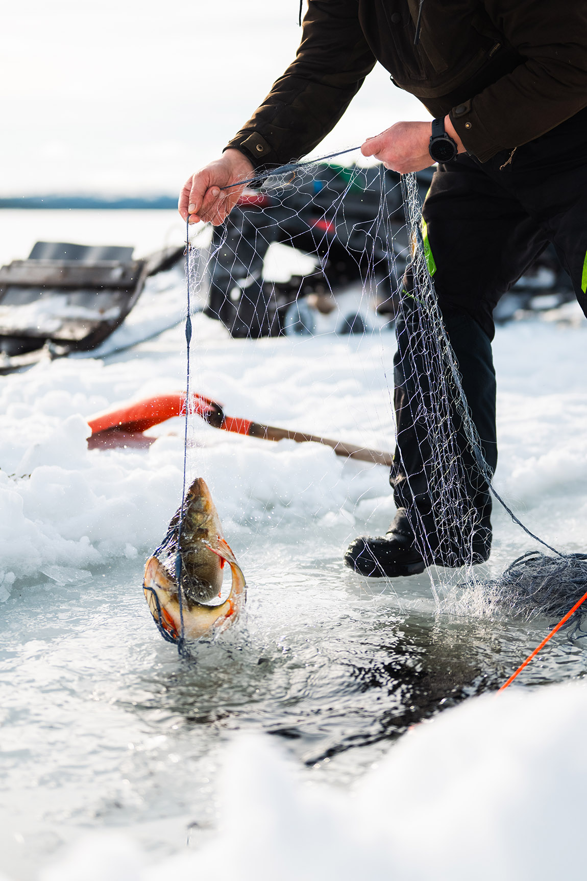 Ivalo Experiences - Experience Lapland’s essence: reindeer, Northern Lights, and Sámi traditions