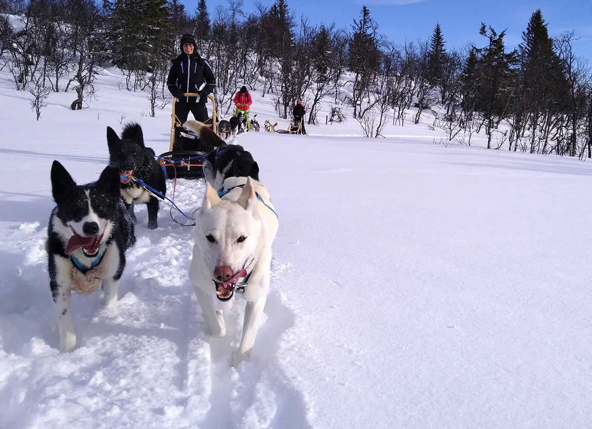 Asgård Wilderness Farm: Dog sledding in the Norwegian wilderness