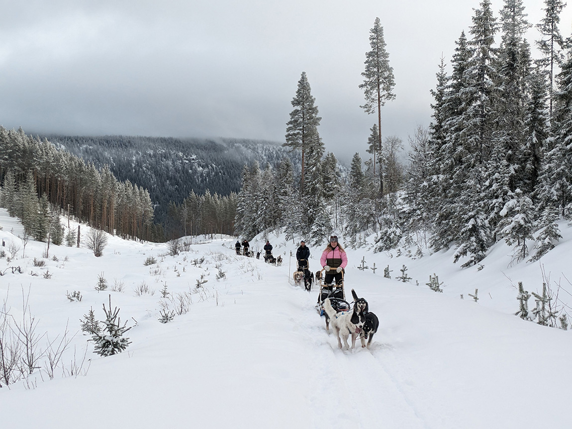 Asgård Wilderness Farm: Dog sledding in the Norwegian wilderness