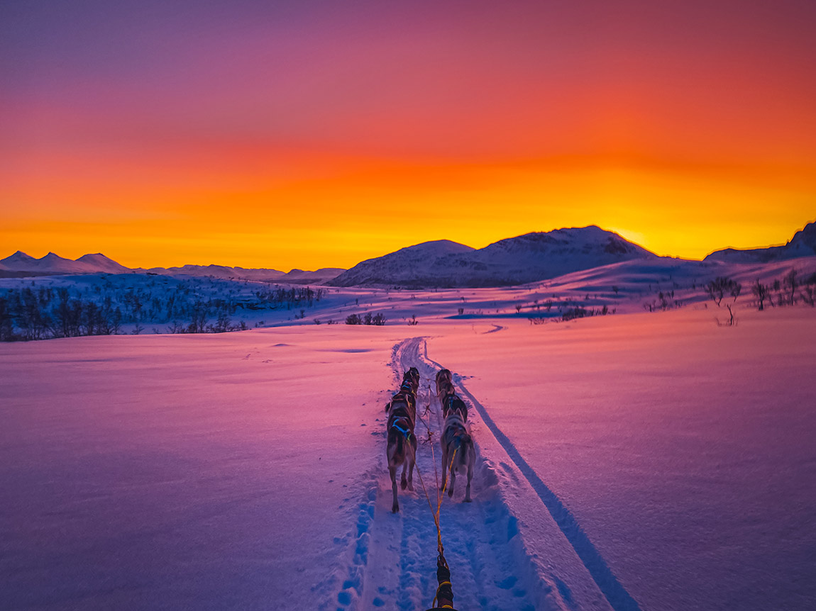 A contented dog enjoying nature wearing comfortable outdoor gear. Photo: Malin Gravdal