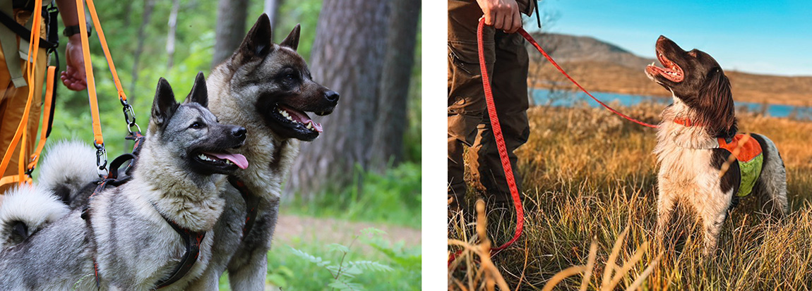 A contented dog enjoying nature wearing comfortable outdoor gear. Photo: Malin Gravdal