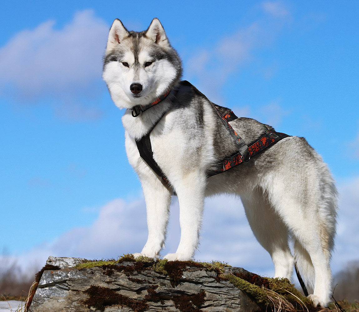 A contented dog enjoying nature wearing comfortable outdoor gear. Photo: Malin Gravdal