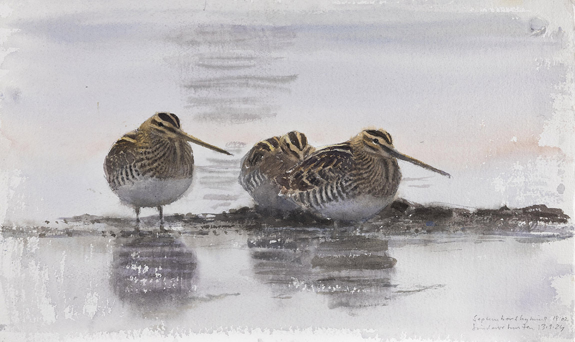 Lars Jonsson, Septemberskymning (Enkelbeckasiner), watercolour, 2024.