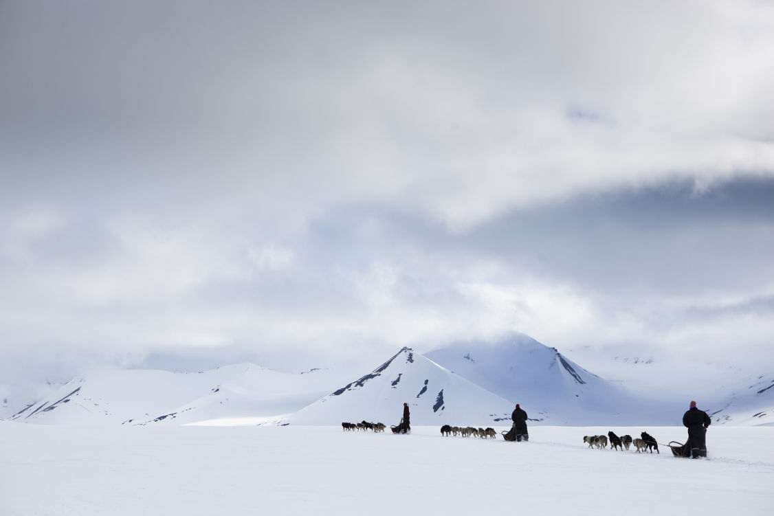 Svalbard Husky - Scan Magazine