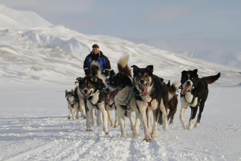 Green Dog Svalbard_Scan Magazine