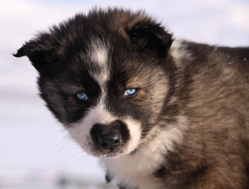Green Dog Svalbard_Scan Magazine