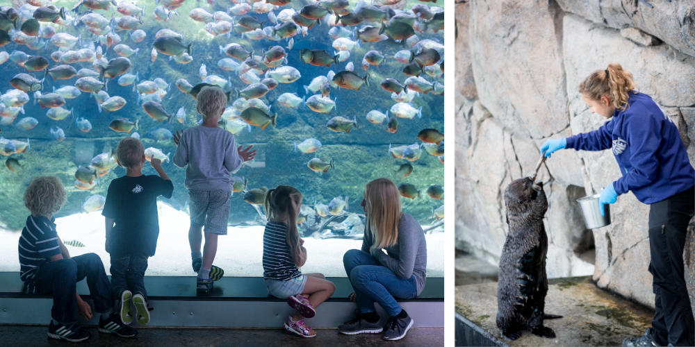 The National Aquarium Denmark | Den Blå Planet, Scan Magazine