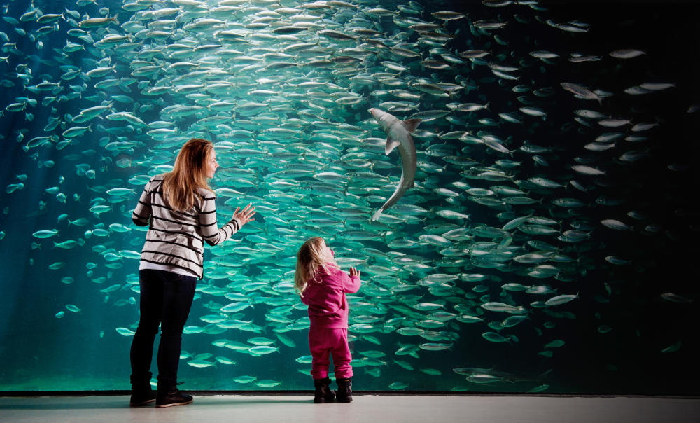 Meet the Norwegian sea life at the Ålesund Aquarium | Scan Magazine