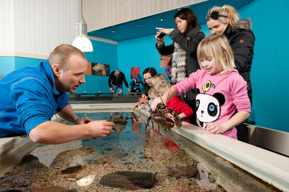 Meet the Norwegian sea life at the Ålesund Aquarium | Scan Magazine