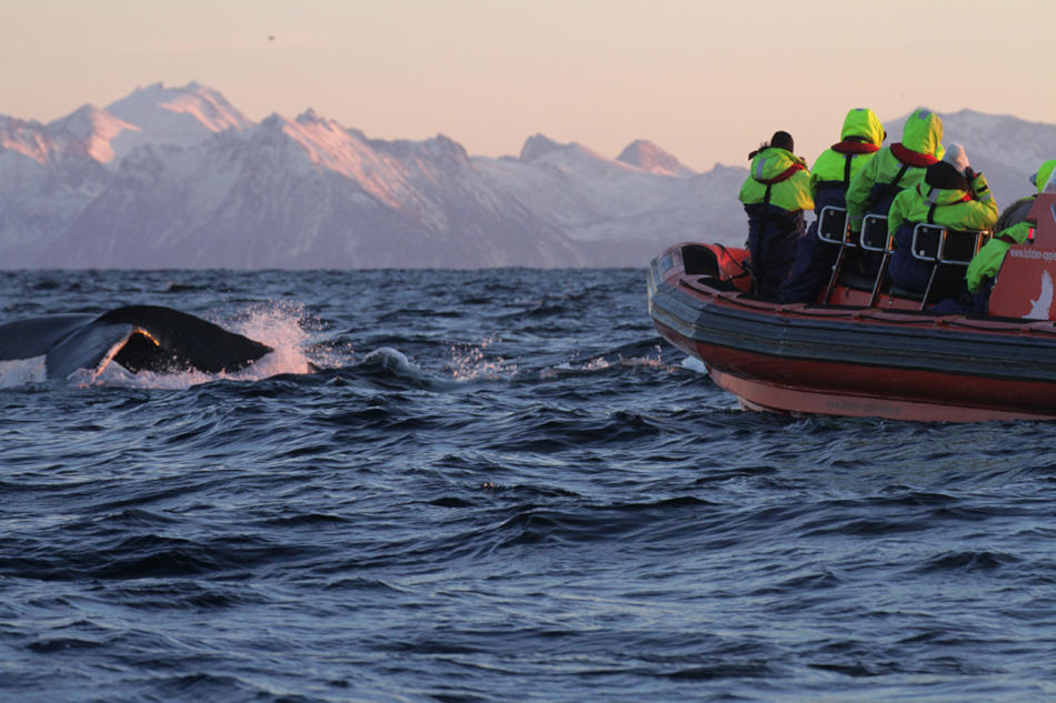 Lofoten Adventure | Experience your own wild orca moment