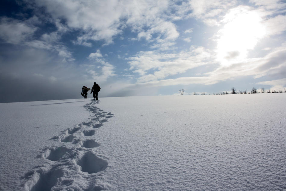 Wandering Owl | Let the green arctic sky tuck you in | Scan Magazine