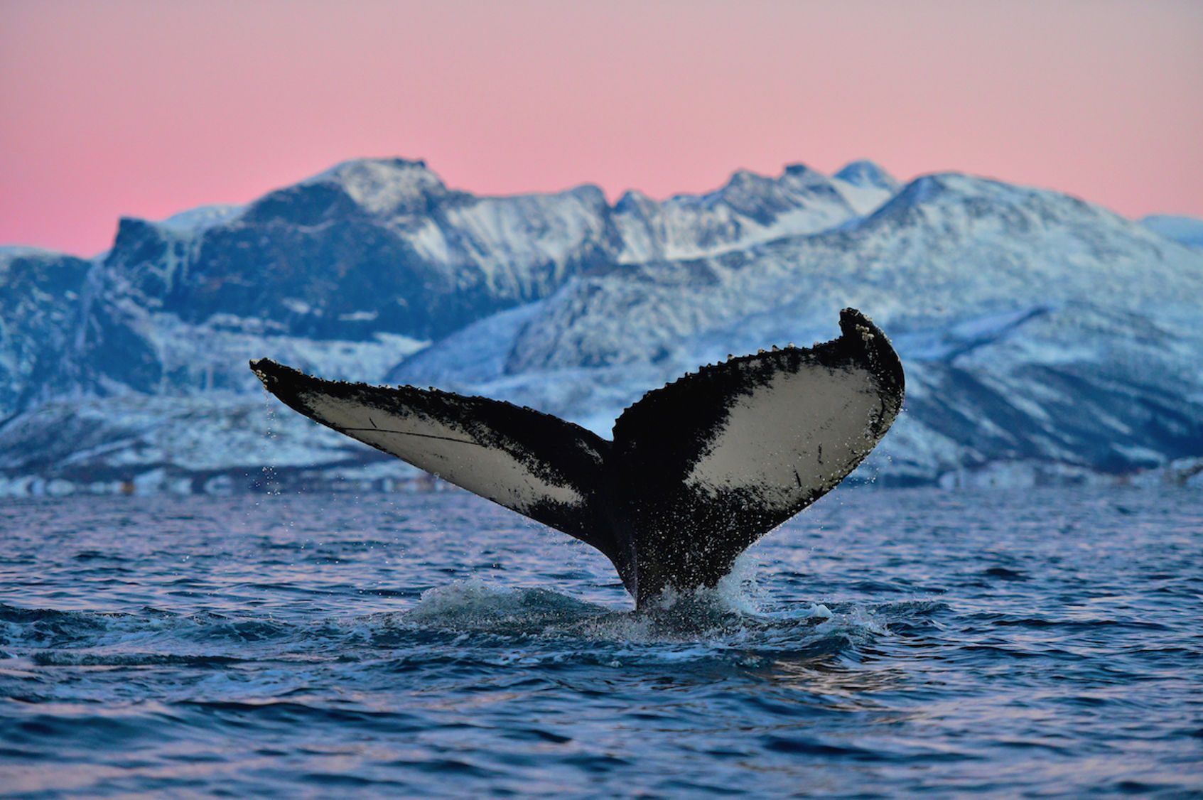 Жители северного океана. Антарктида Гренландский кит. Киты Северного Ледовитого океана. Горбатый кит в Антарктиде. Китовая бухта Антарктида.