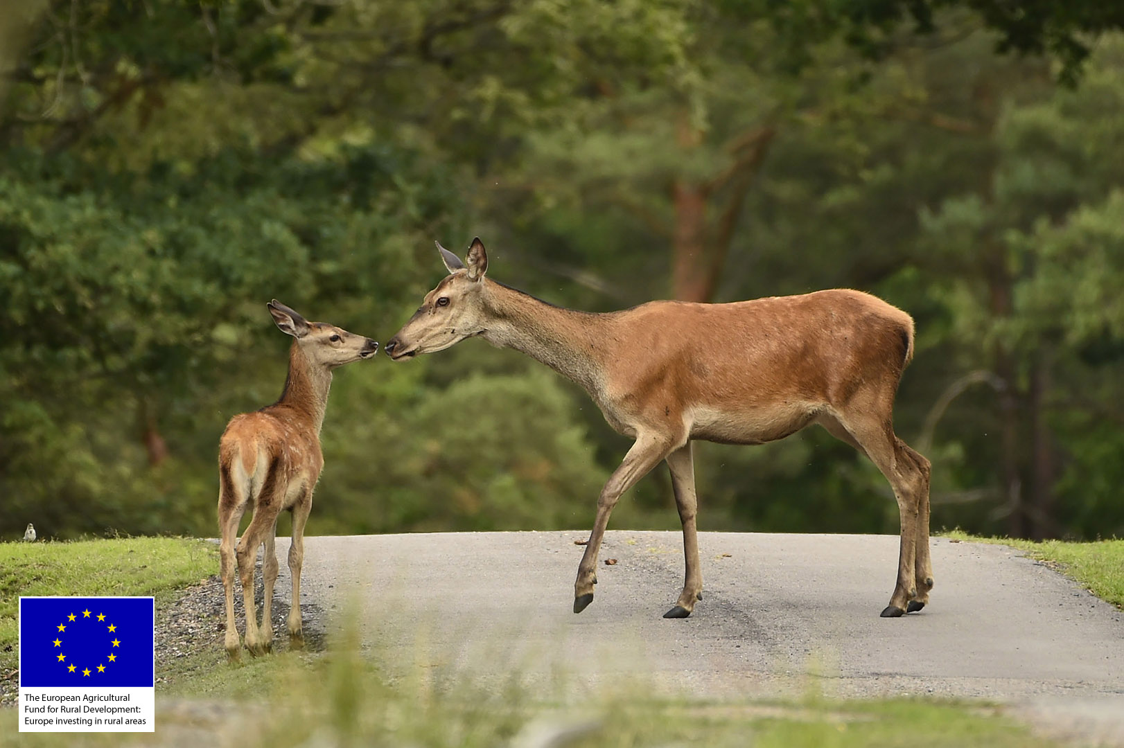 Eriksberg_12_deer, Eriksberg Hotel & Nature Reserve in Scan Magazine May 2019 