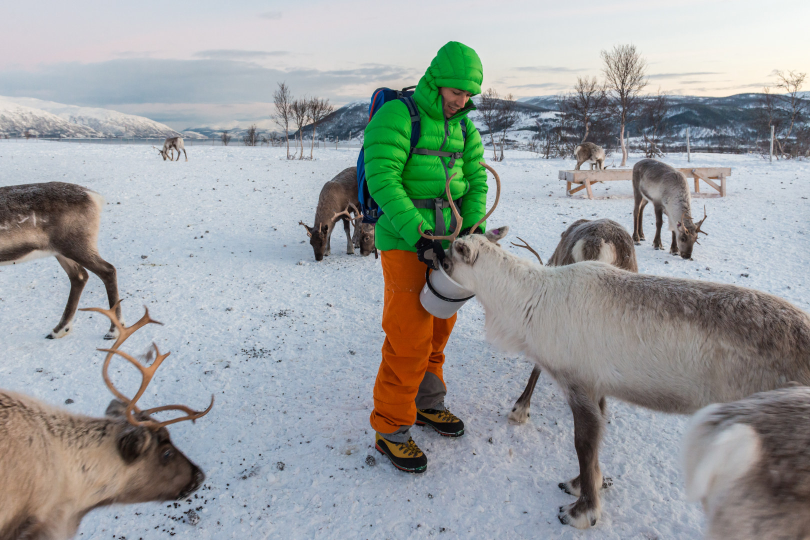 arctic reindeer