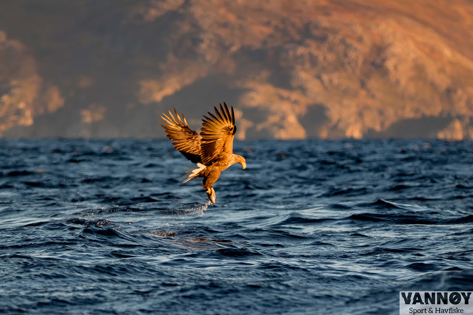 Visit Karlsøy sea eagle photo by Vannøy Sport & Havfiske