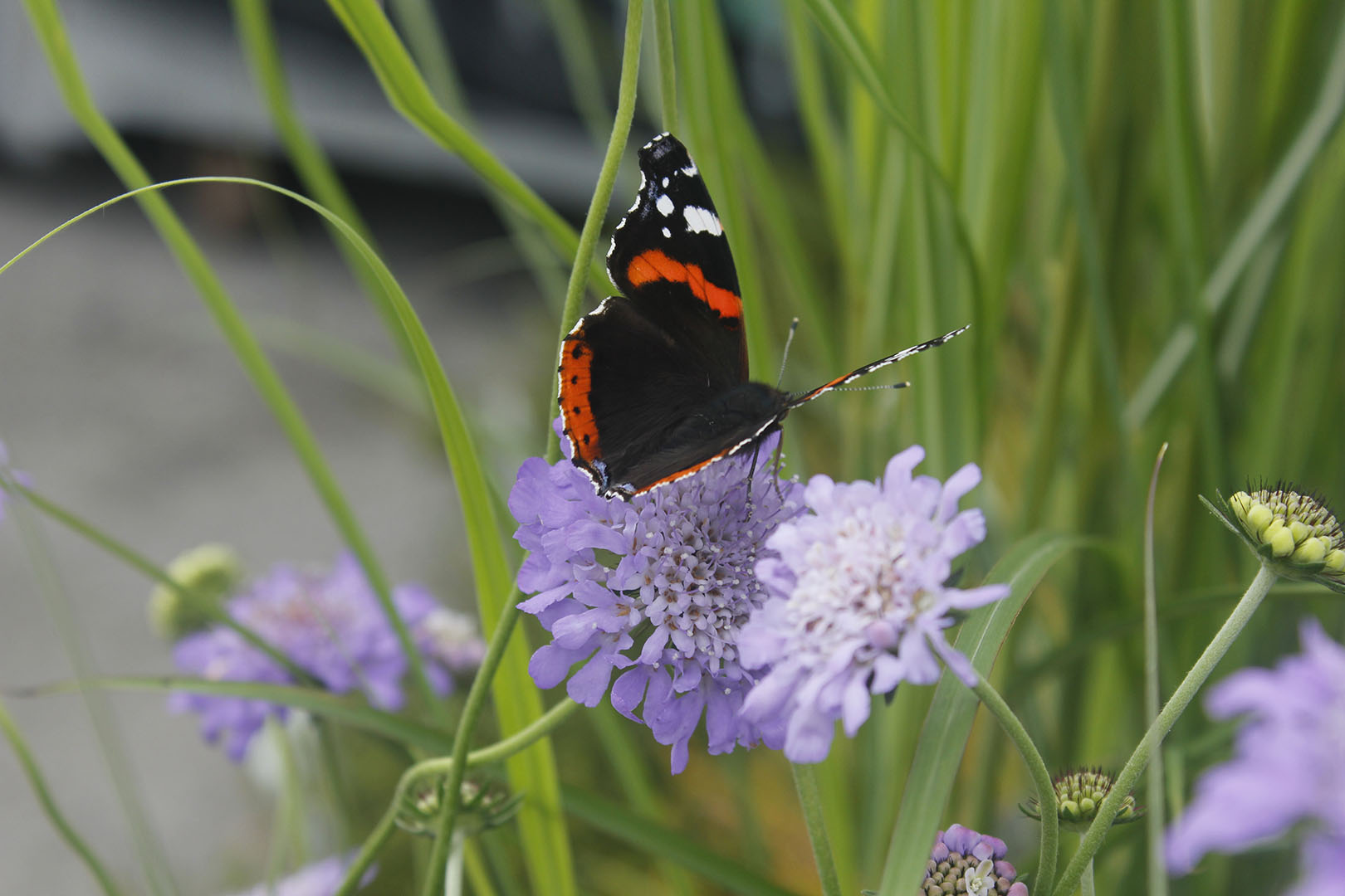 Home and Garden, help the environment - head to your garden, Butterfly, photo © Michael Elnegaard