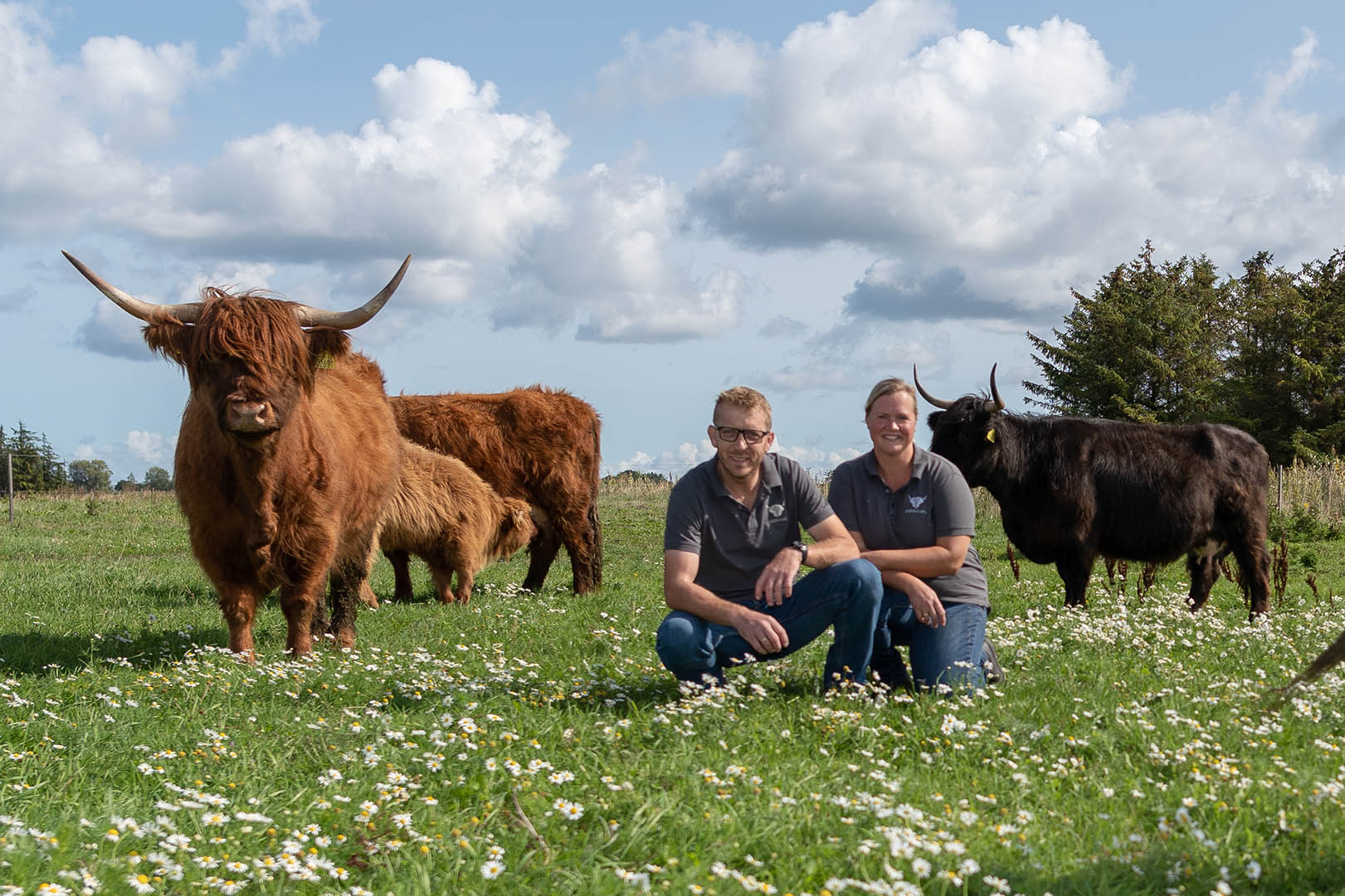 are highland cows used for meat