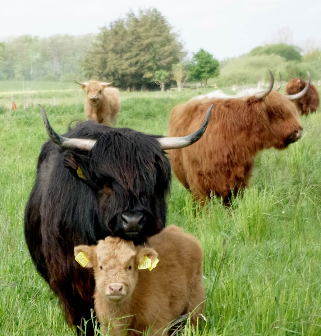 Syberg Highland Cattle, Authentic, delicious and high-quality meat, Scan Magazine