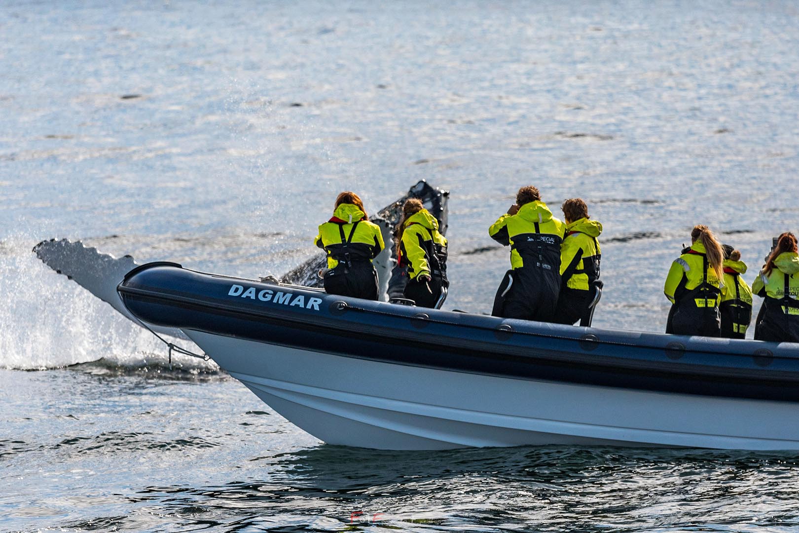 Special Tours: A whale of a time in Iceland, Scan Magazine