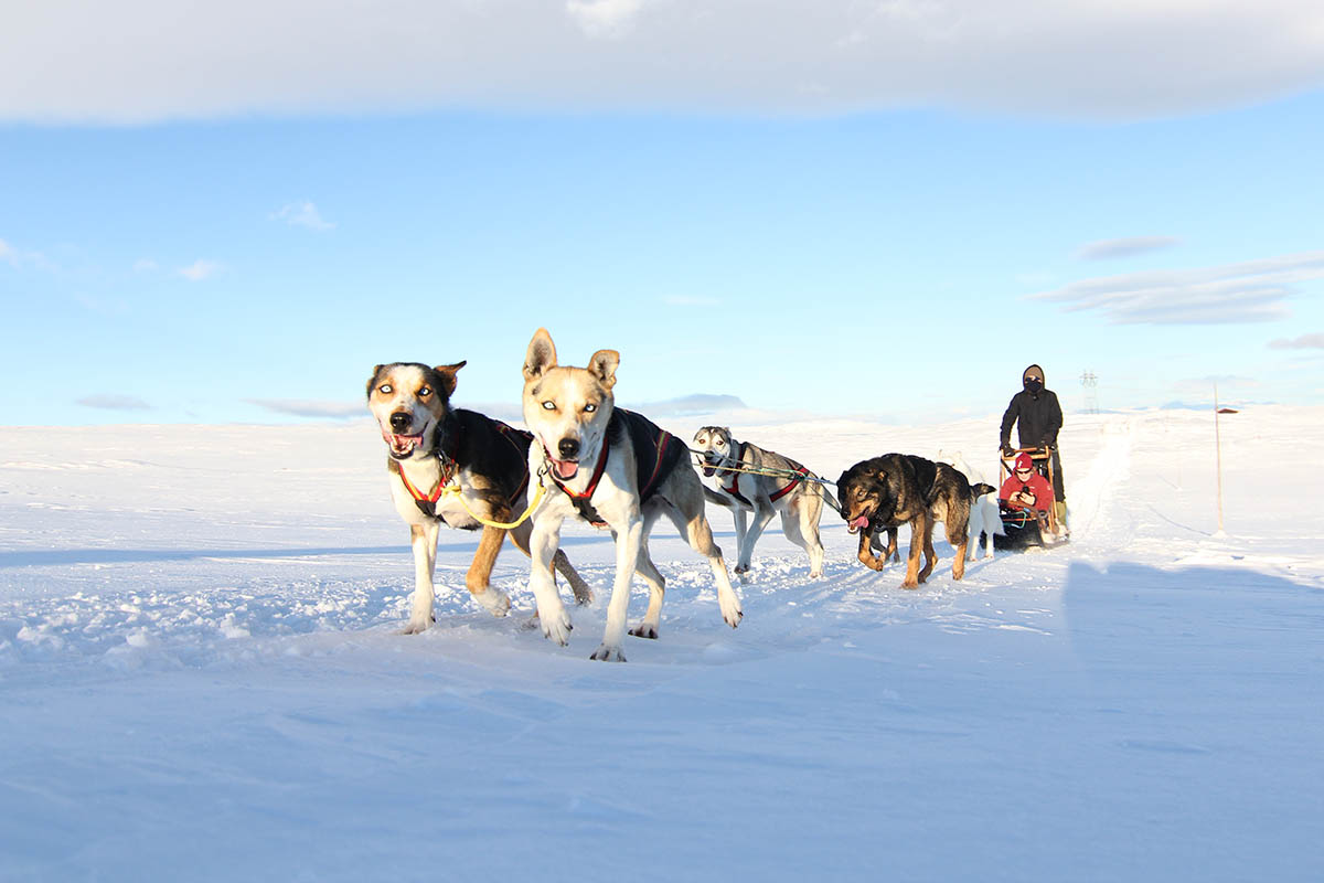 norwegian sled dog