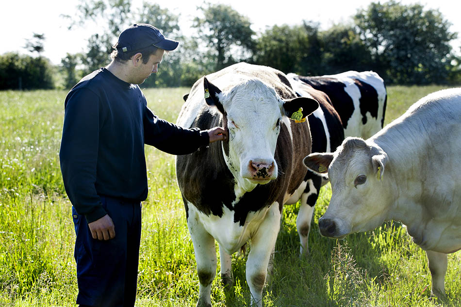 Larsviken: Future proofing potato cultivation