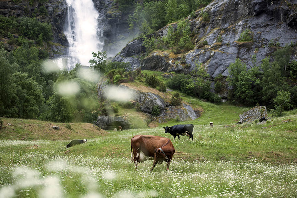 Aurland