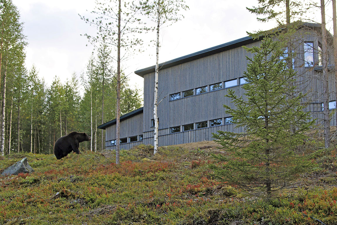 Bear Centre: Capture a photo of brown bears roaming free in the Finnish wilderness