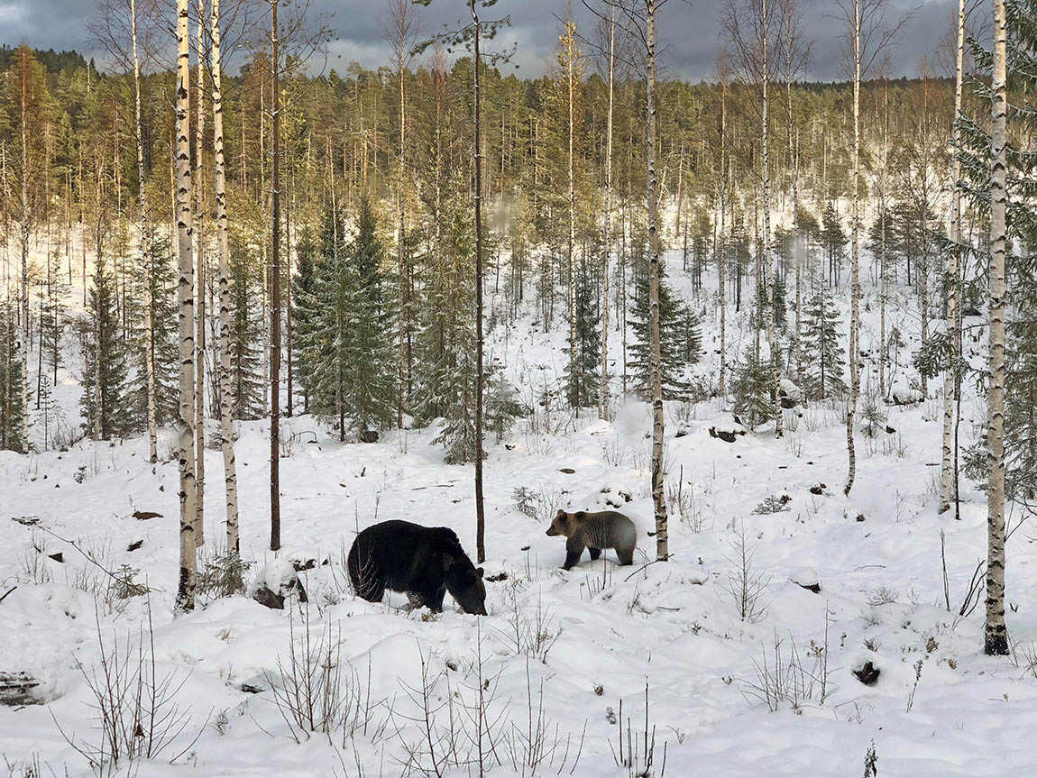 Bear Centre: Capture a photo of brown bears roaming free in the Finnish wilderness