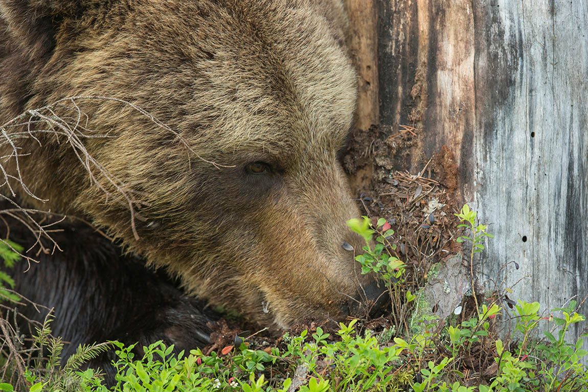 Bear Centre: Capture a photo of brown bears roaming free in the Finnish wilderness