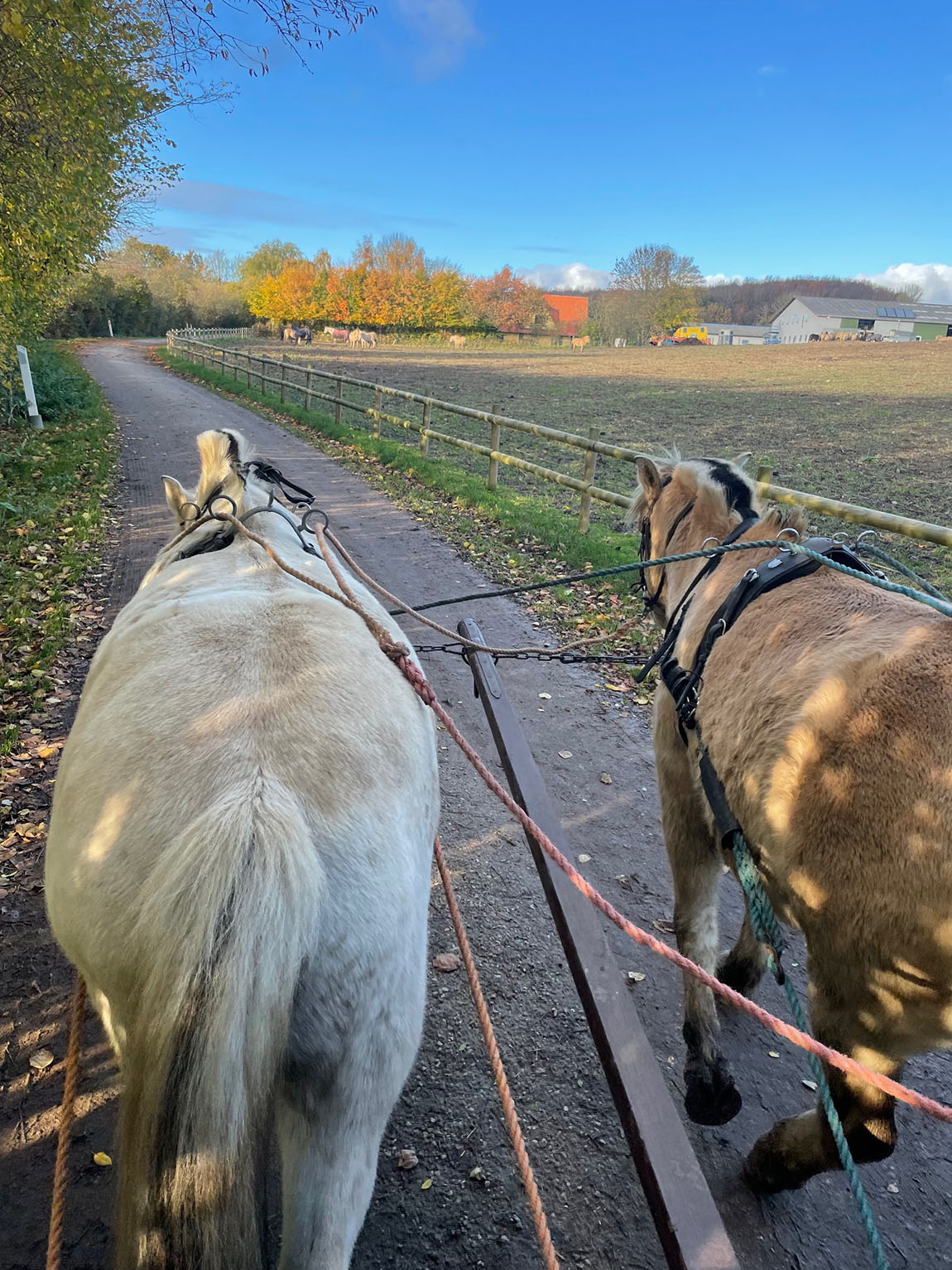Sydfyns Heste- og Prærievognsudlejning: A holiday experience like no other