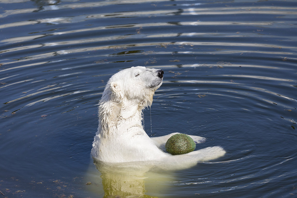 Ranua Wildlife Park: Exploring Arctic wildlife all year round