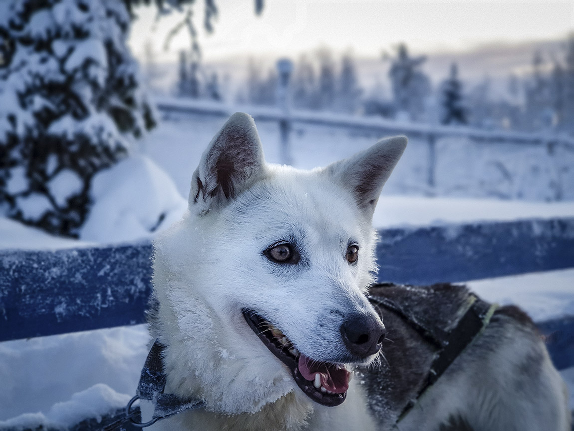 Rajamaa: Lapland in winter – the true story