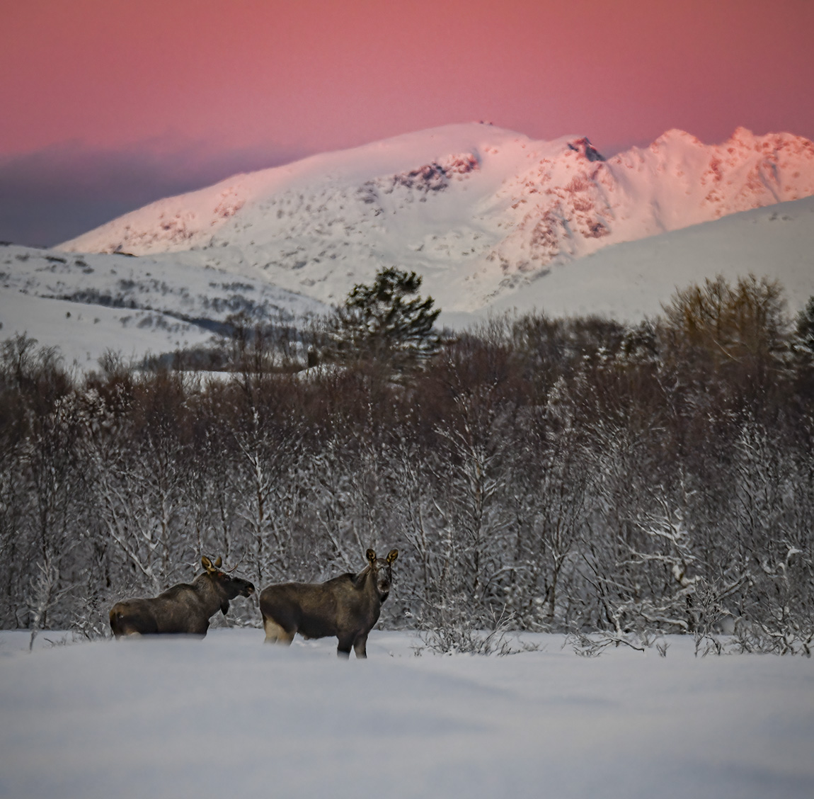 Vesterålen Tours: Tour Norway’s spectacular north