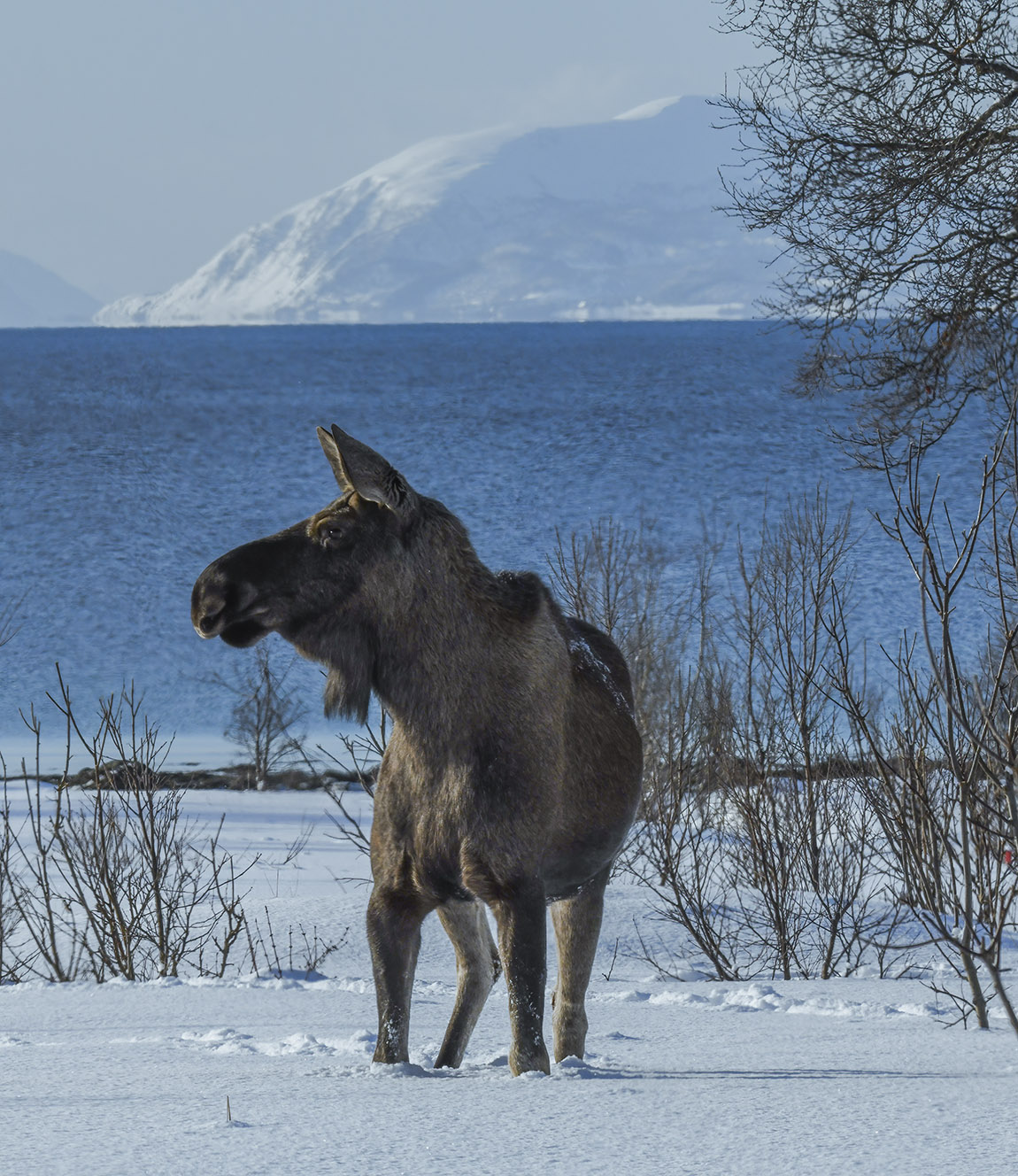 Vesterålen Tours: Tour Norway’s spectacular north