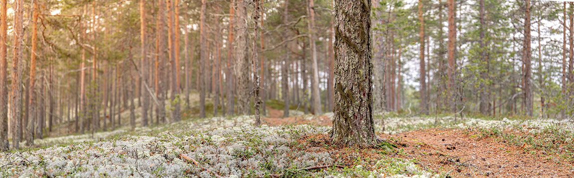Polarmoss: Sharing pieces of Nordic nature with the world