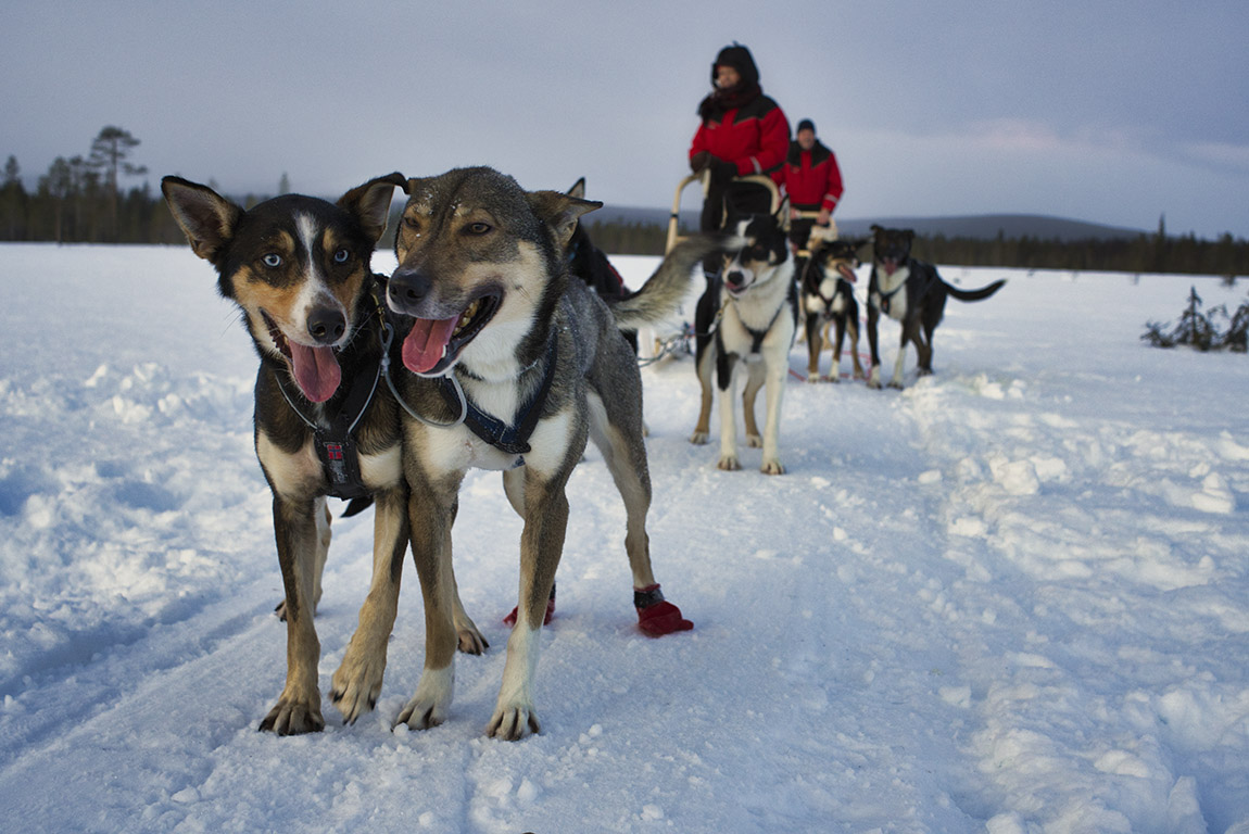Maglelin Experience: Happy dogs and satisfied customers make the ideal husky safari