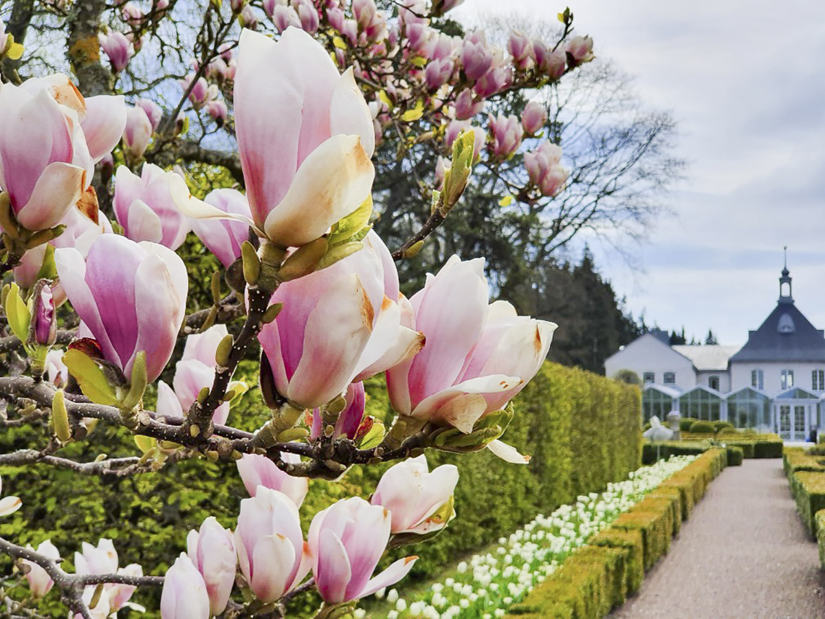 Norrviken Gardens: A floral escape from the city