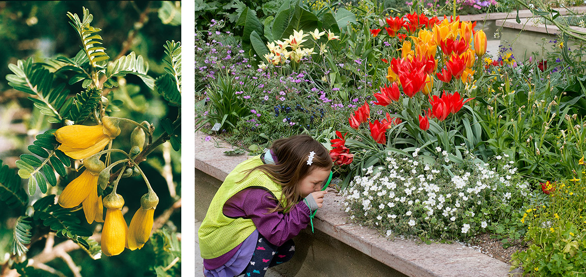 Gothenburg Botanical Garden: 100 years of biodiversity, balance and beauty