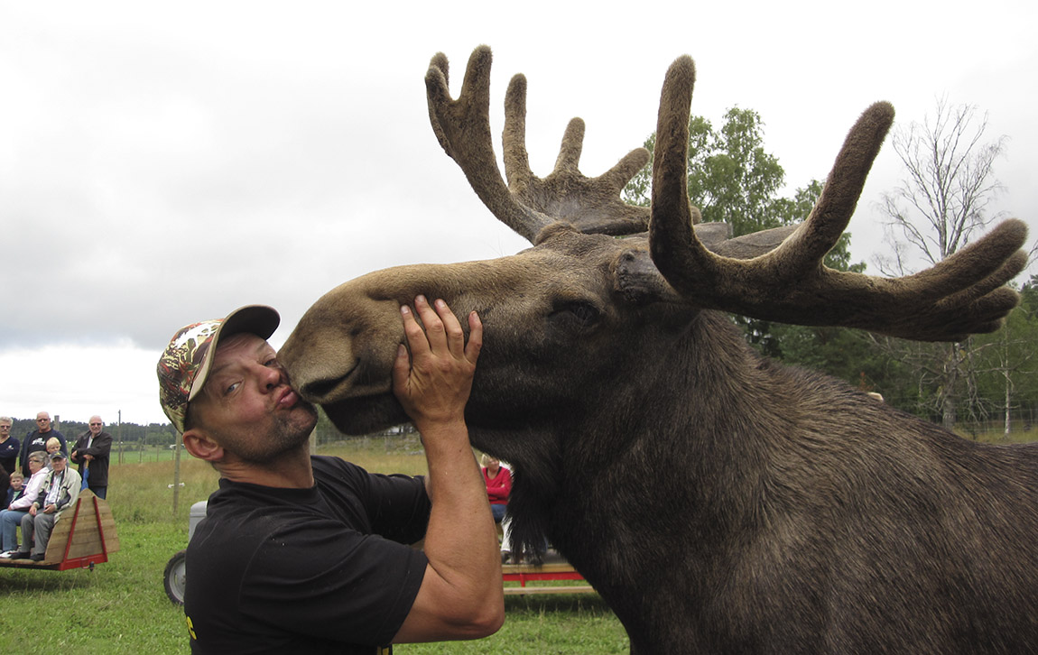 Gårdsjö Älgpark: Meet the ‘Moose Man’