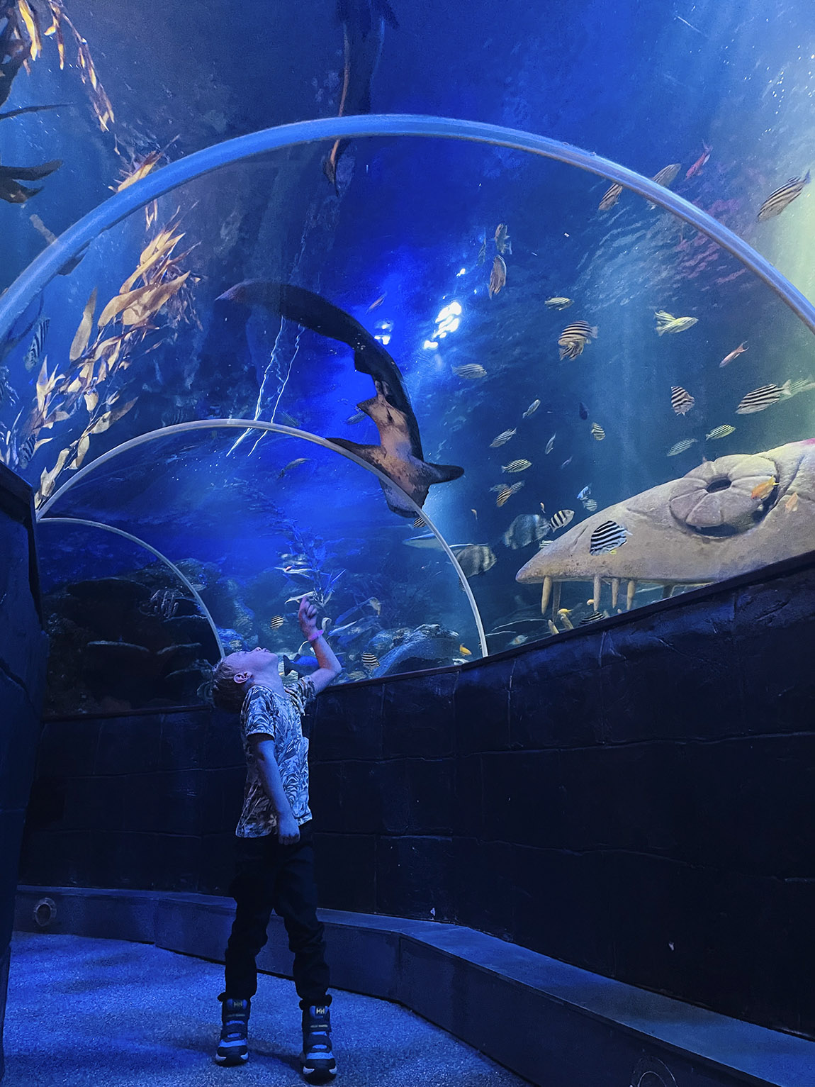 SeaLife Helsinki transports you into an amazing underwater world