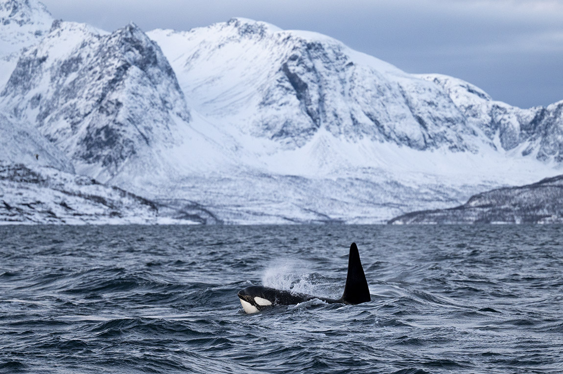 Make memories for life with Arctic Whale Tours