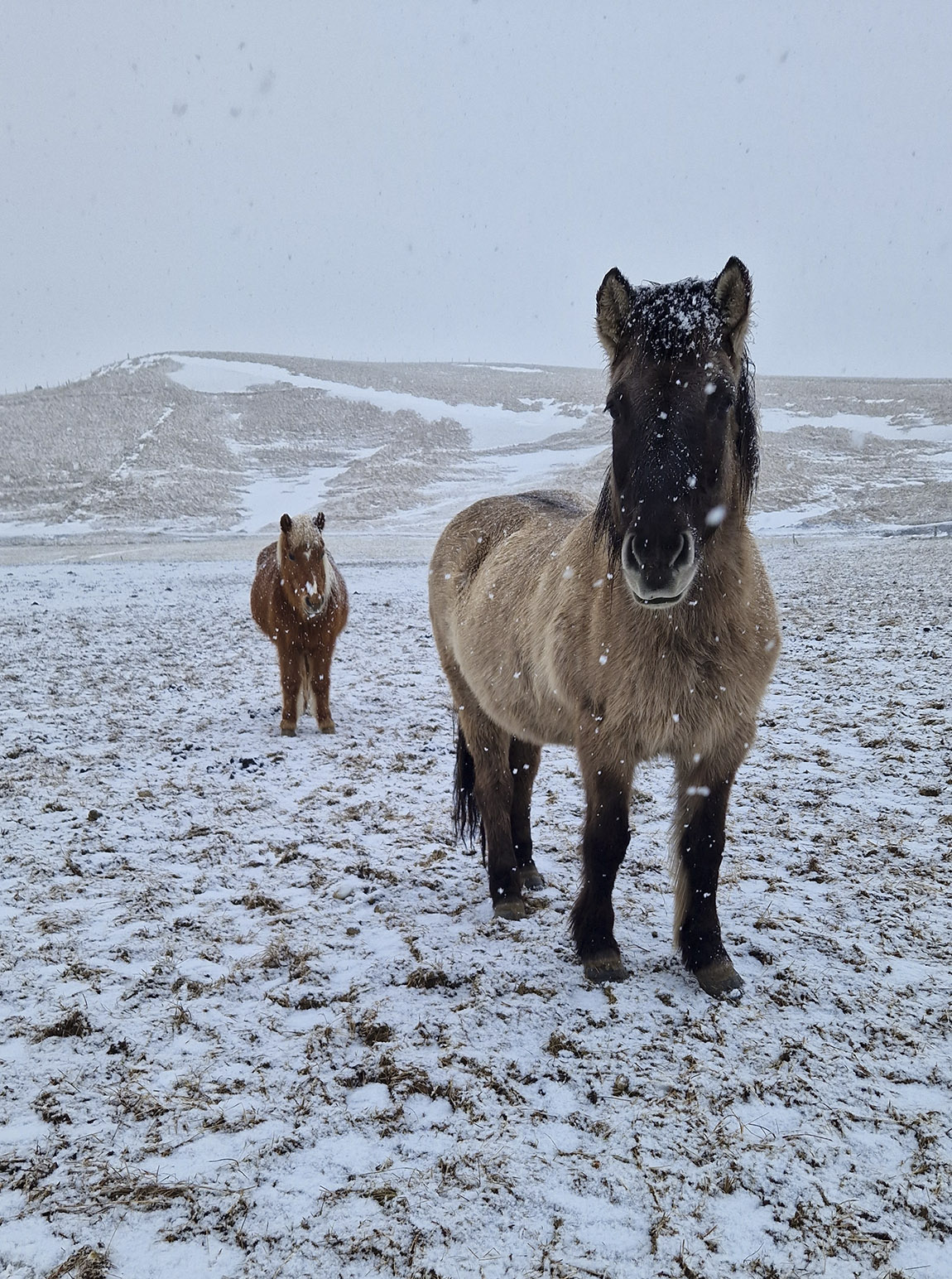 Vik Horse Adventure: An Icelandic horse adventure for everyone