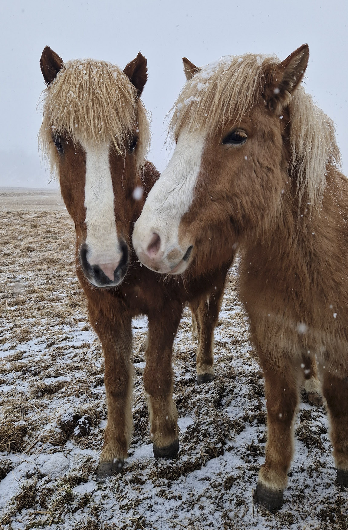 Vik Horse Adventure: An Icelandic horse adventure for everyone