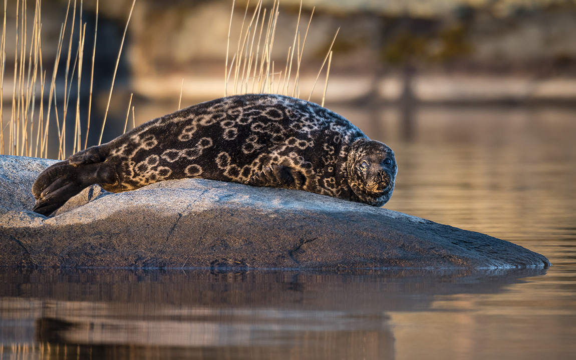 Exploring the natural wonders and culinary delights of the Saimaa region