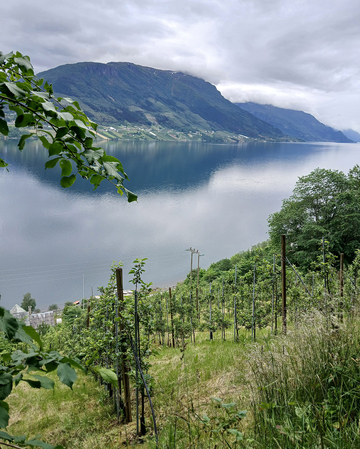 Harding Økologiske Sideri: A bubbly toast to nature and Norwegian flavours