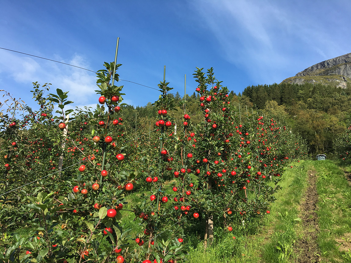 Lofthus Sideri: Extraordinary cider from the heart of Fjord Norway