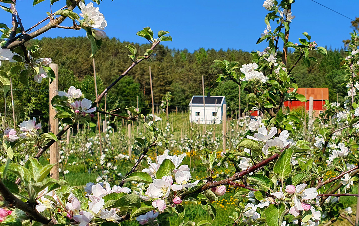 Villeplet: Award-winning cider made with endangered apples