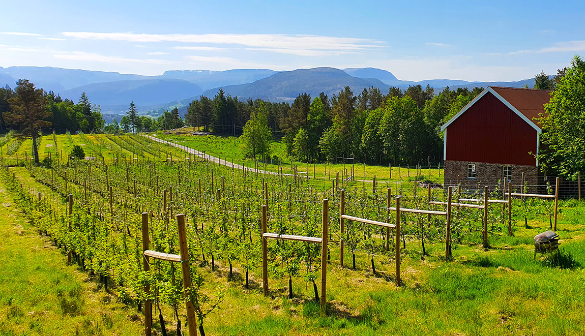 Villeplet: Award-winning cider made with endangered apples